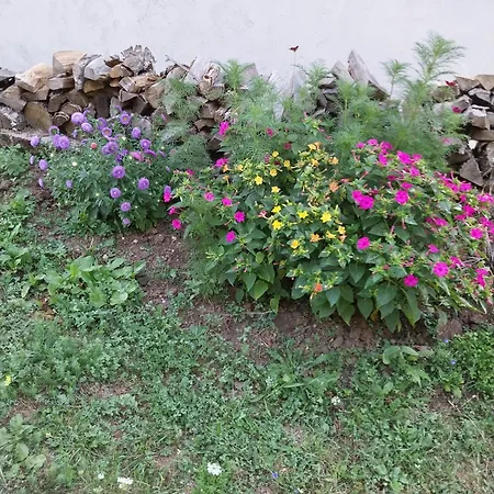 Apartman Secluded Srb, Zagora - 22245